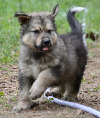 Dire sales wolf puppy