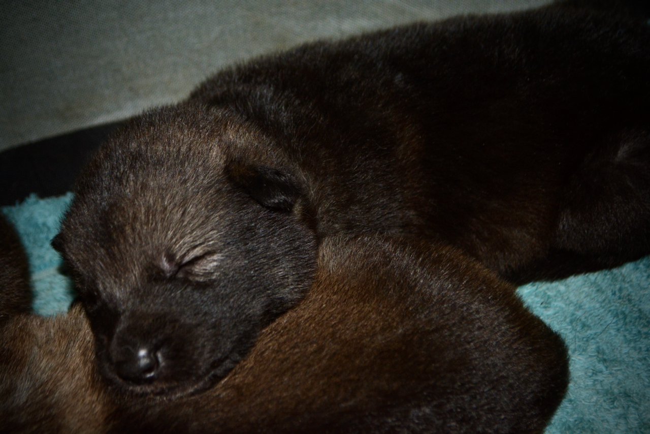 Mr Rogers Litter - 2 weeks old - blue