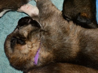 Mr Rogers Litter - 2 weeks old - purple