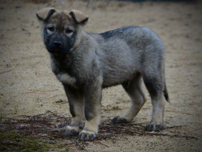 Mountain Peaks - 13 weeks old - Blackburn - standing pretty left