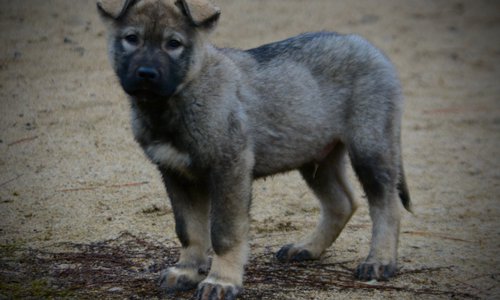 Mountain Peaks - 13 weeks old - Blackburn - standing pretty left