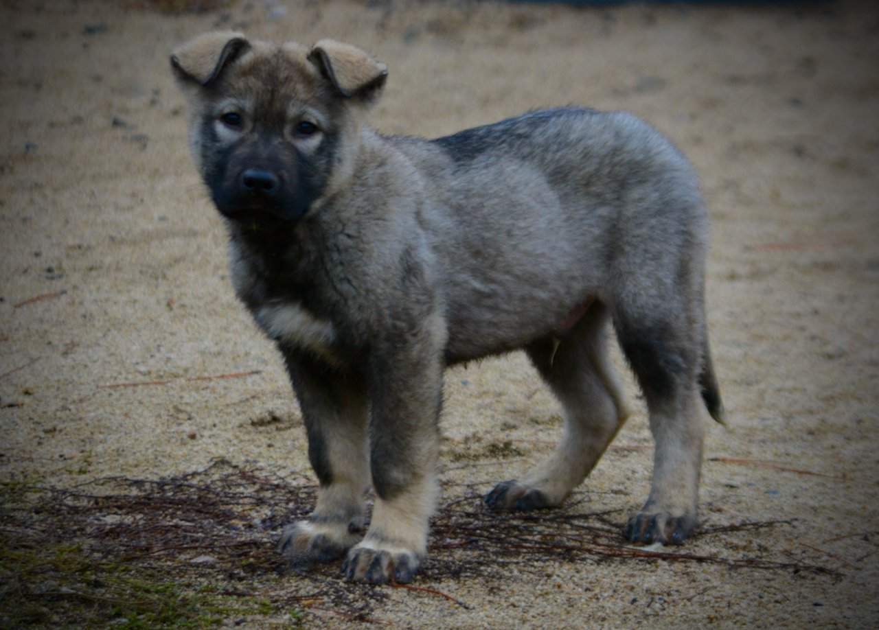 Mountain Peaks - 13 weeks old - Blackburn - standing pretty left