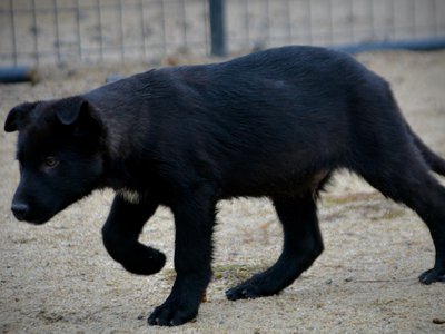 Harvest Litter - 13 weeks old - Licorice - walking sideways