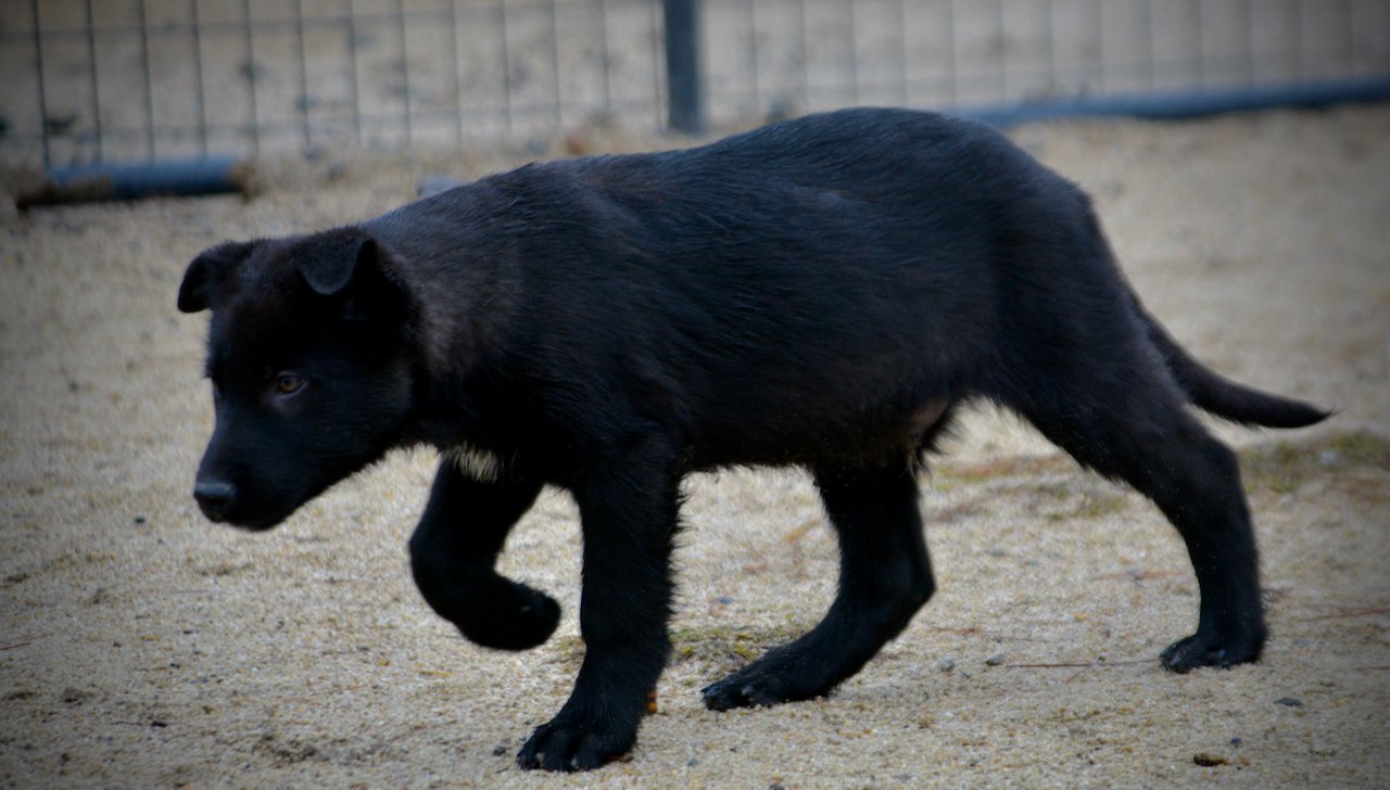 Harvest Litter - 13 weeks old - Licorice - walking sideways