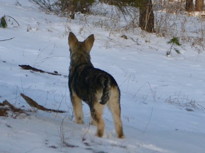 Syrenka - 4 months old 5