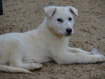 Mountain Peaks Litter - 13 weeks old - Everest - down looking