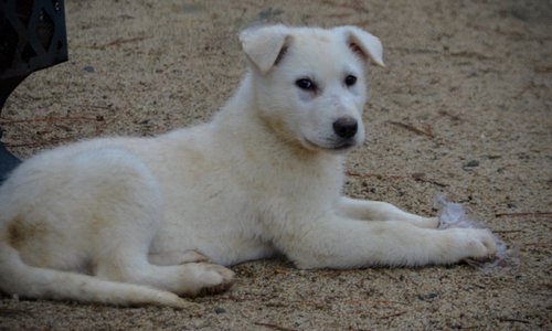 Mountain Peaks Litter - 13 weeks old - Everest - down looking