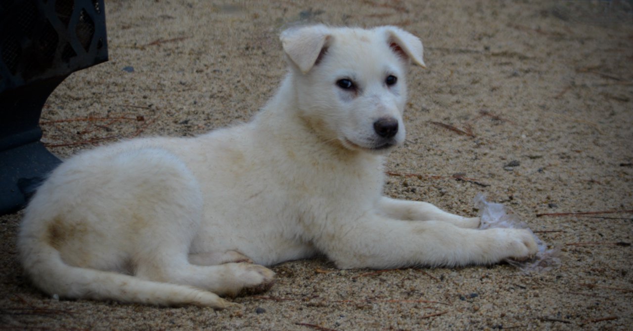 Mountain Peaks Litter - 13 weeks old - Everest - down looking