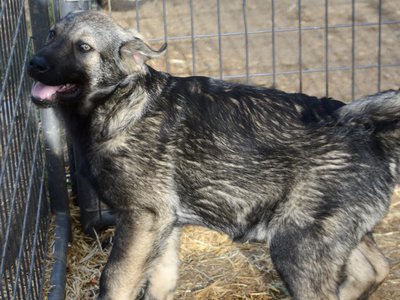 Big Dog - 15 weeks old - Zantanna2
