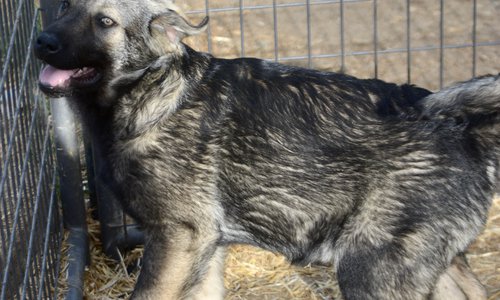 Big Dog - 15 weeks old - Zantanna2
