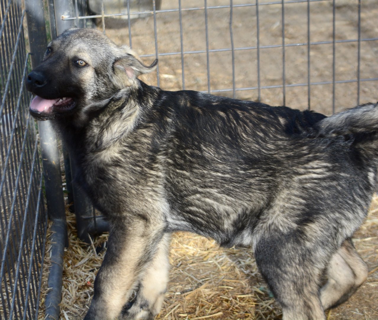 Big Dog - 15 weeks old - Zantanna2