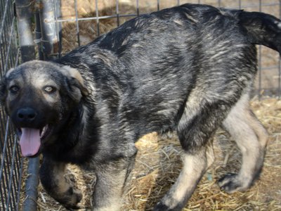 Big Dog - 15 weeks old - Zantanna1