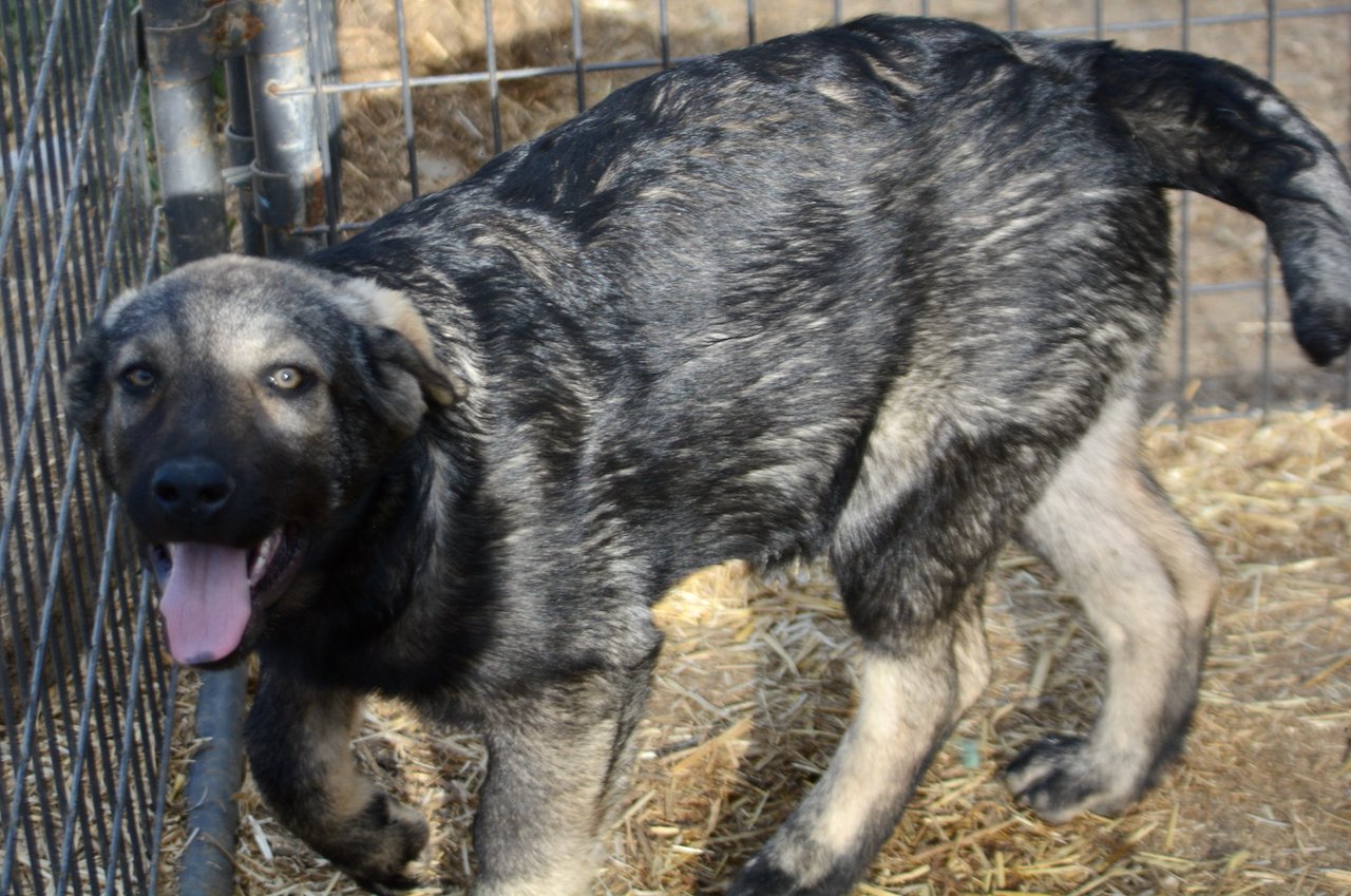 Big Dog - 15 weeks old - Zantanna1