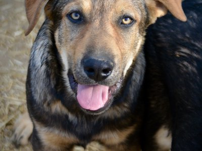 Big Dog - 15 weeks old - Marmaduke1
