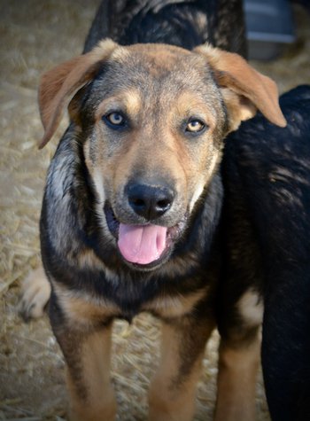 Big Dog - 15 weeks old - Marmaduke1