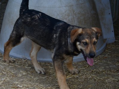 Big Dog - 15 weeks old - Marmaduke2