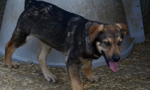 Big Dog - 15 weeks old - Marmaduke2