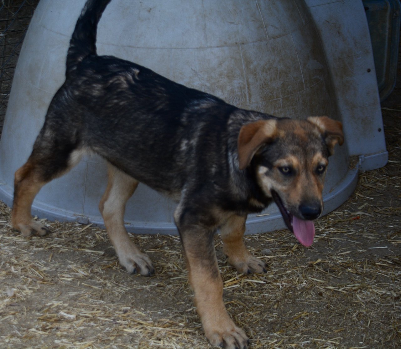 Big Dog - 15 weeks old - Marmaduke2