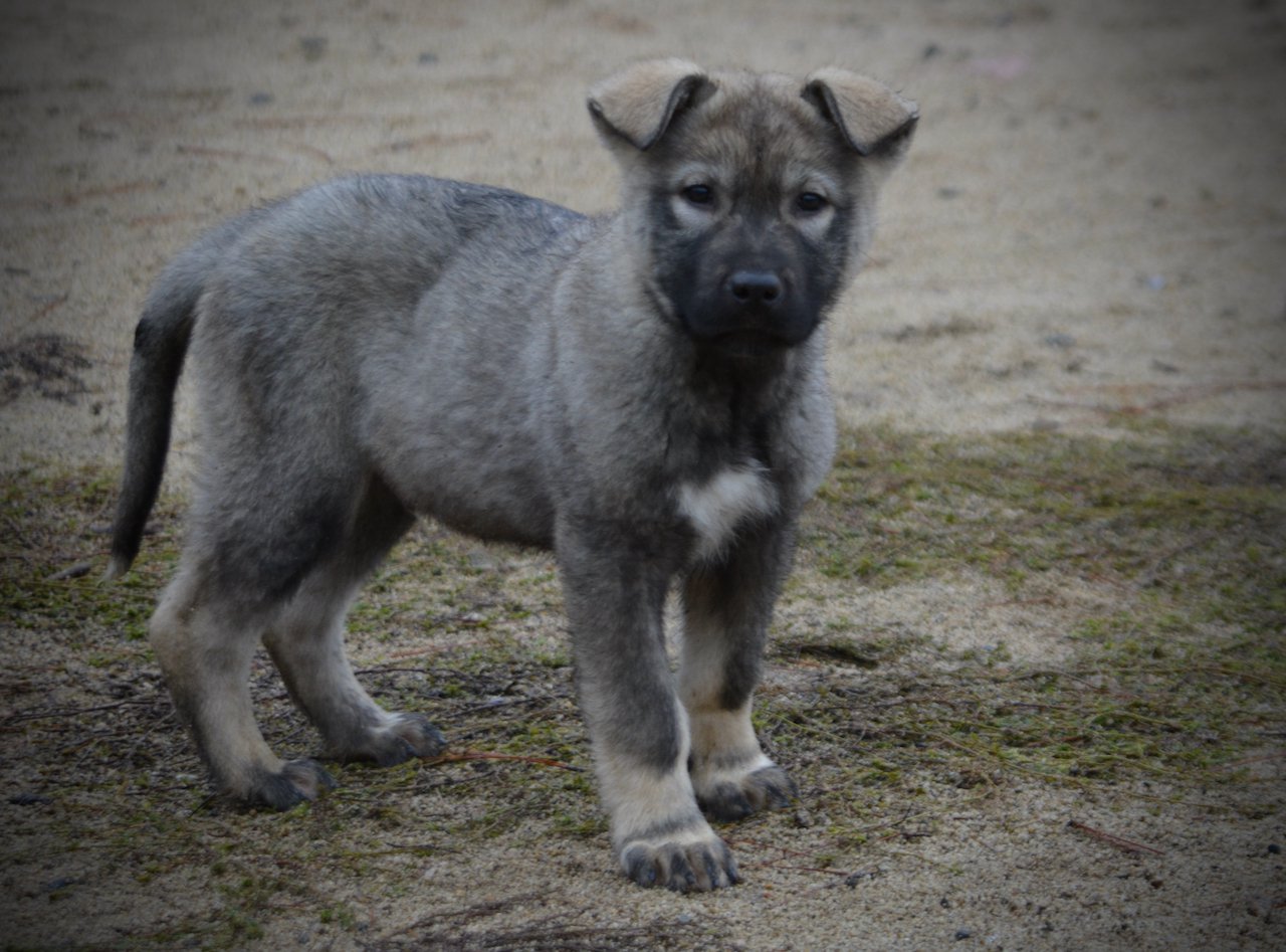 Mountain Peaks - 13 weeks old - Blackburn - standing pretty