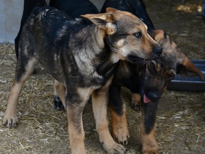 Big Dog - 15 weeks old - Marmaduke3