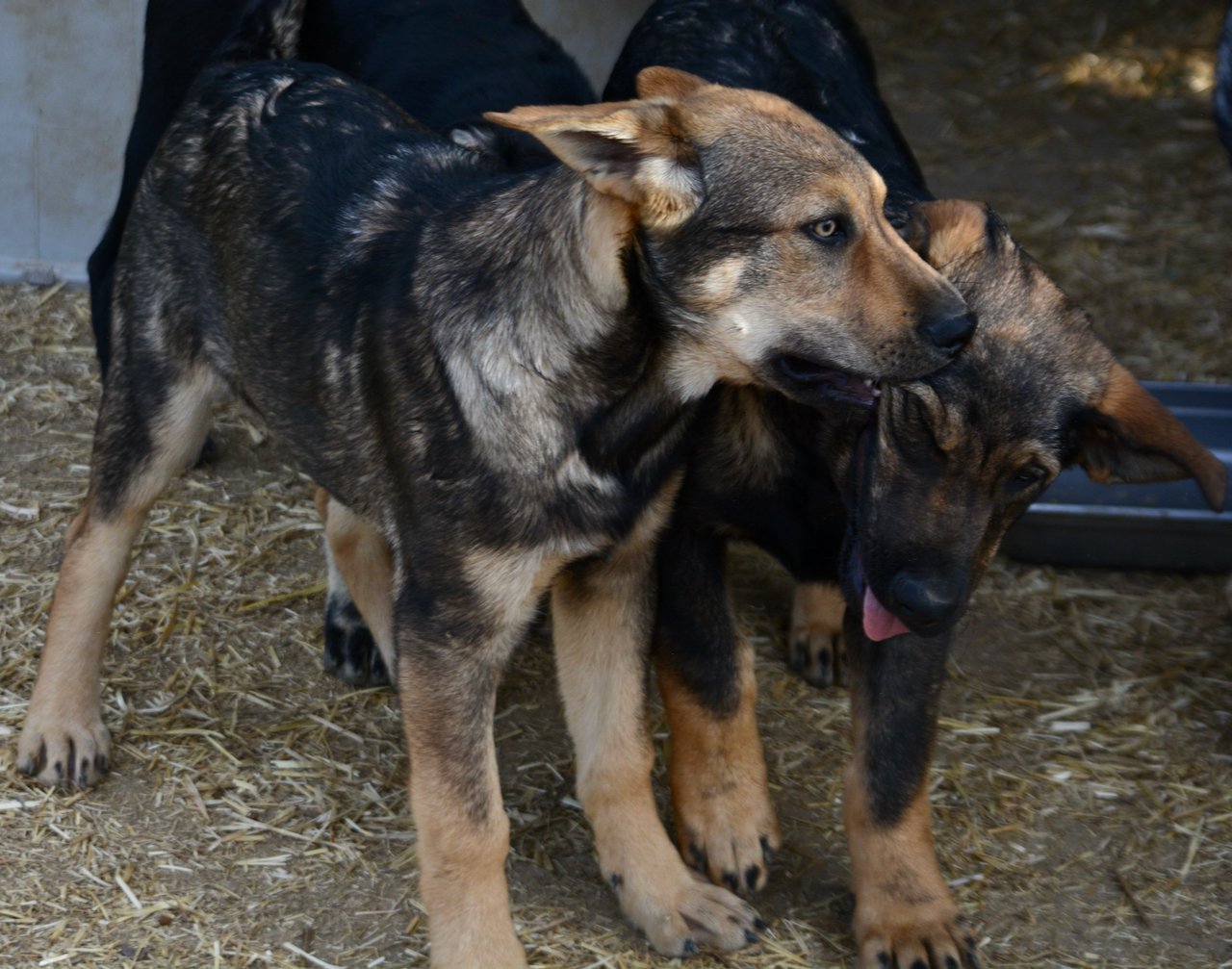 Big Dog - 15 weeks old - Marmaduke3