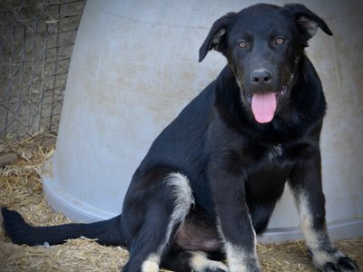 Big Dog - 15 weeks old - Rogue2