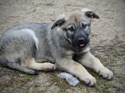 Harvest litter - 13 weeks old - Dell - laying down