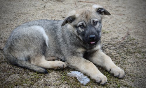 Harvest litter - 13 weeks old - Dell - laying down