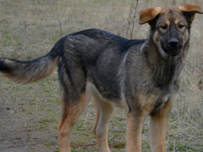 Mothra - 6 months old - standing looking