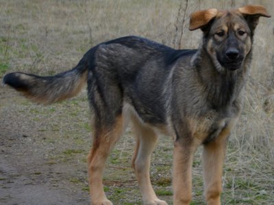 Mothra - 6 months old - standing looking