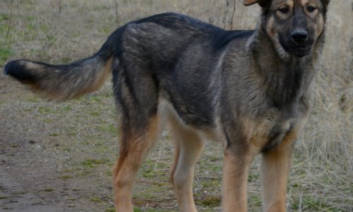 Mothra - 6 months old - standing looking