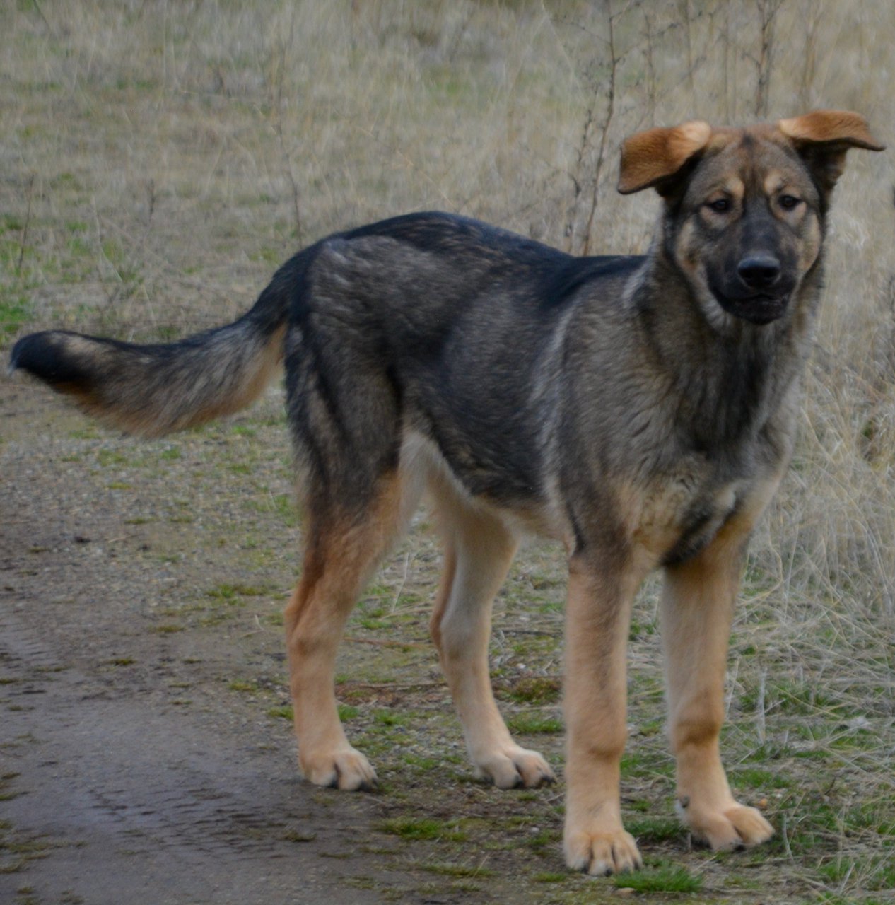 Mothra - 6 months old - standing looking