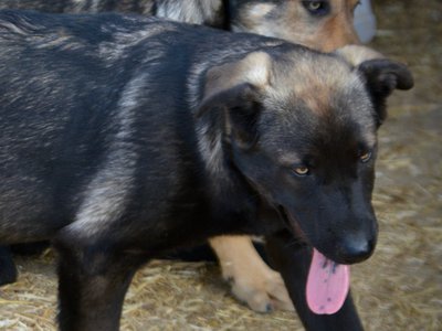 Big Dog - 16 weeks old - Colossus1
