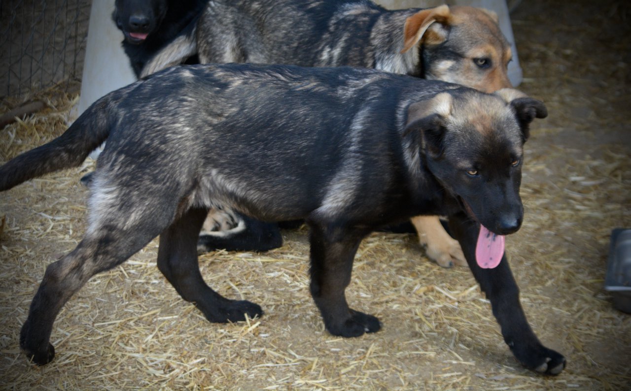 Big Dog - 16 weeks old - Colossus1