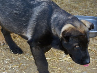Big Dog - 16 weeks old - Colossus2
