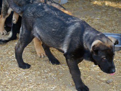 Big Dog - 16 weeks old - Colossus2