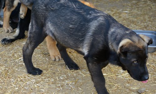 Big Dog - 16 weeks old - Colossus2