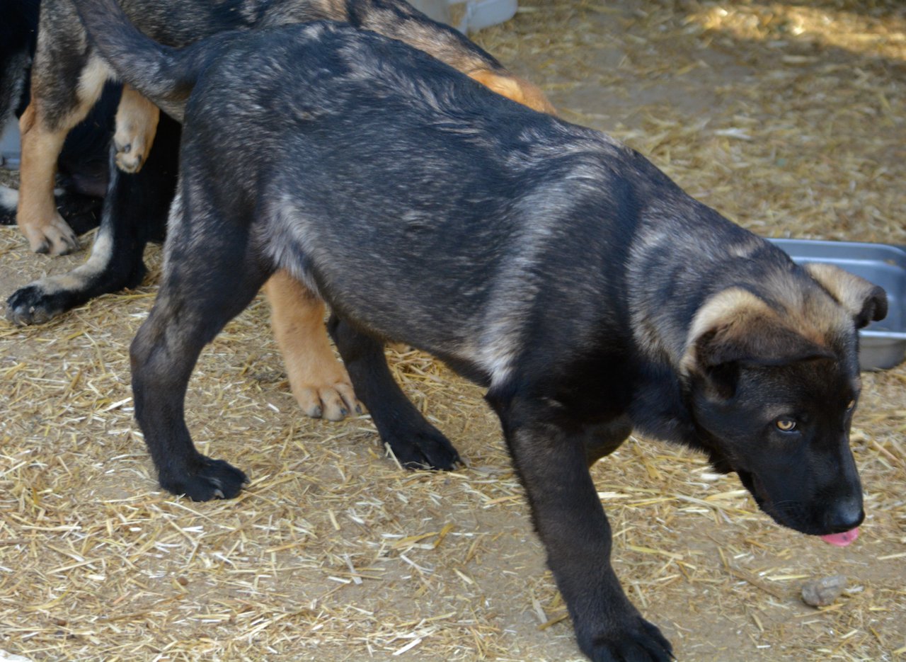 Big Dog - 16 weeks old - Colossus2
