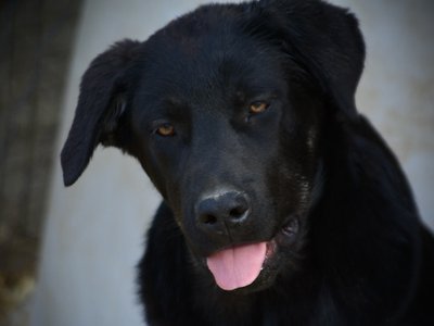 Big Dog - 16 weeks old - Rogue1