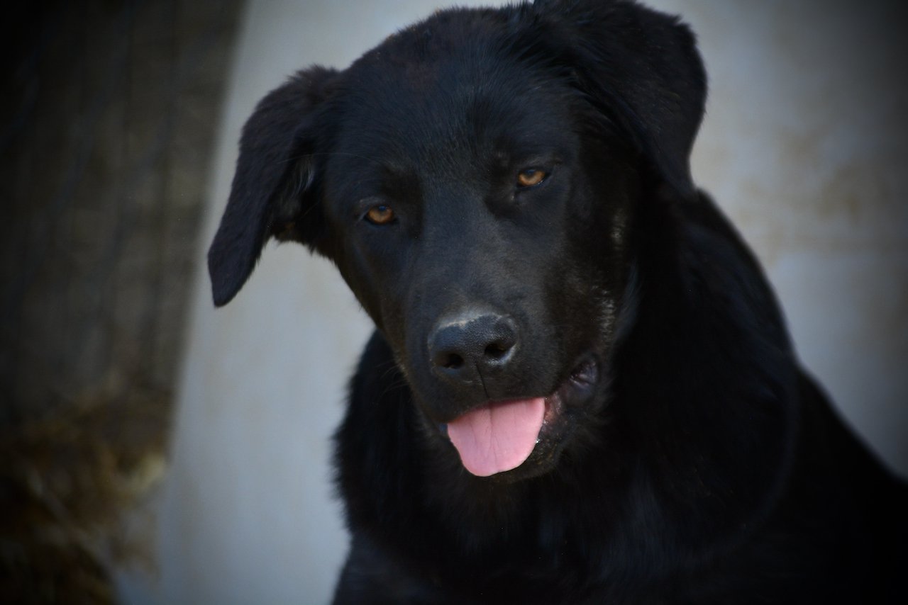 Big Dog - 16 weeks old - Rogue1