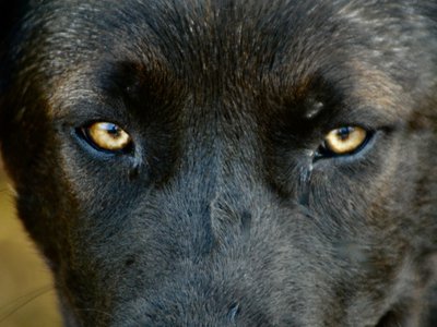 Big Dog - 16 weeks old - Colossus3