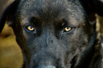Big Dog - 16 weeks old - Colossus3