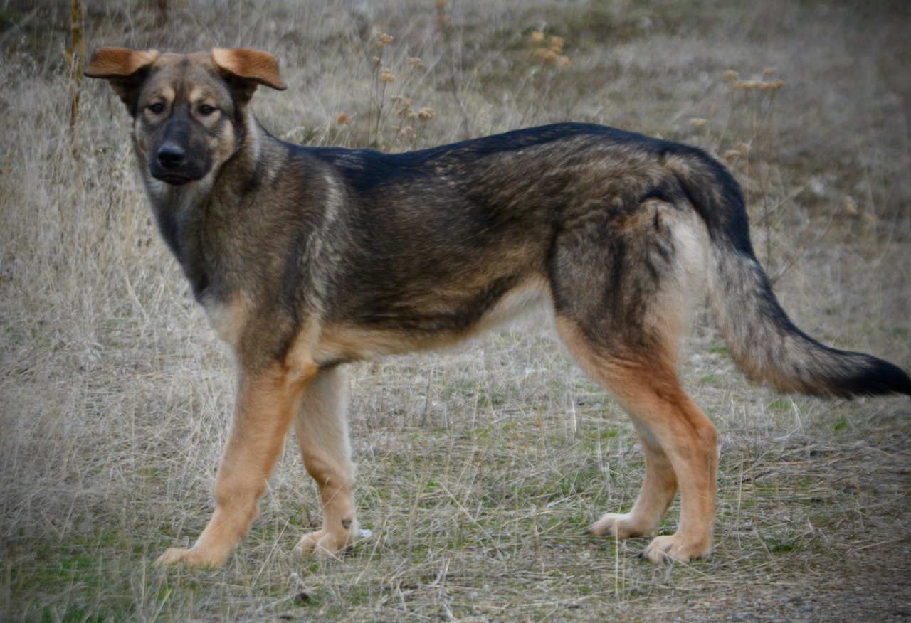 Mothra - 6 months old - standing sideways