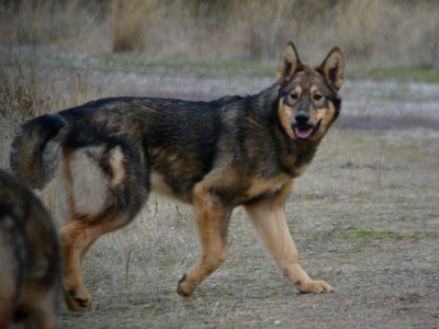 Gamera - 6 months old - trotting sideways