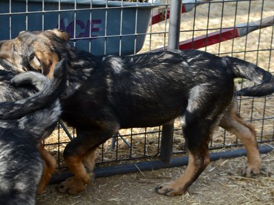 Big Dog - 15 weeks old - Brutus1