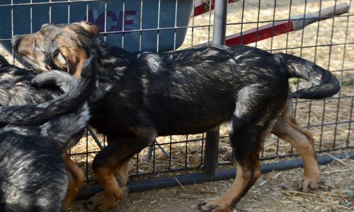 Big Dog - 15 weeks old - Brutus1