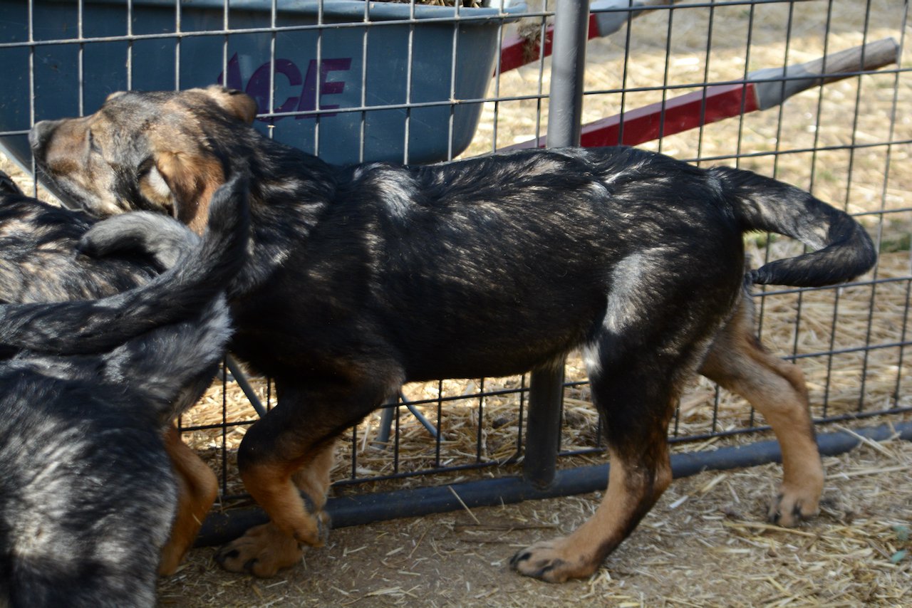 Big Dog - 15 weeks old - Brutus1