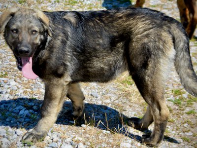 Big Dog Litter - 4 months old - Zantanna1