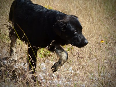 Big Dog Litter - 4 months old - Rogue1