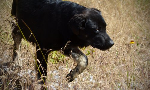 Big Dog Litter - 4 months old - Rogue1